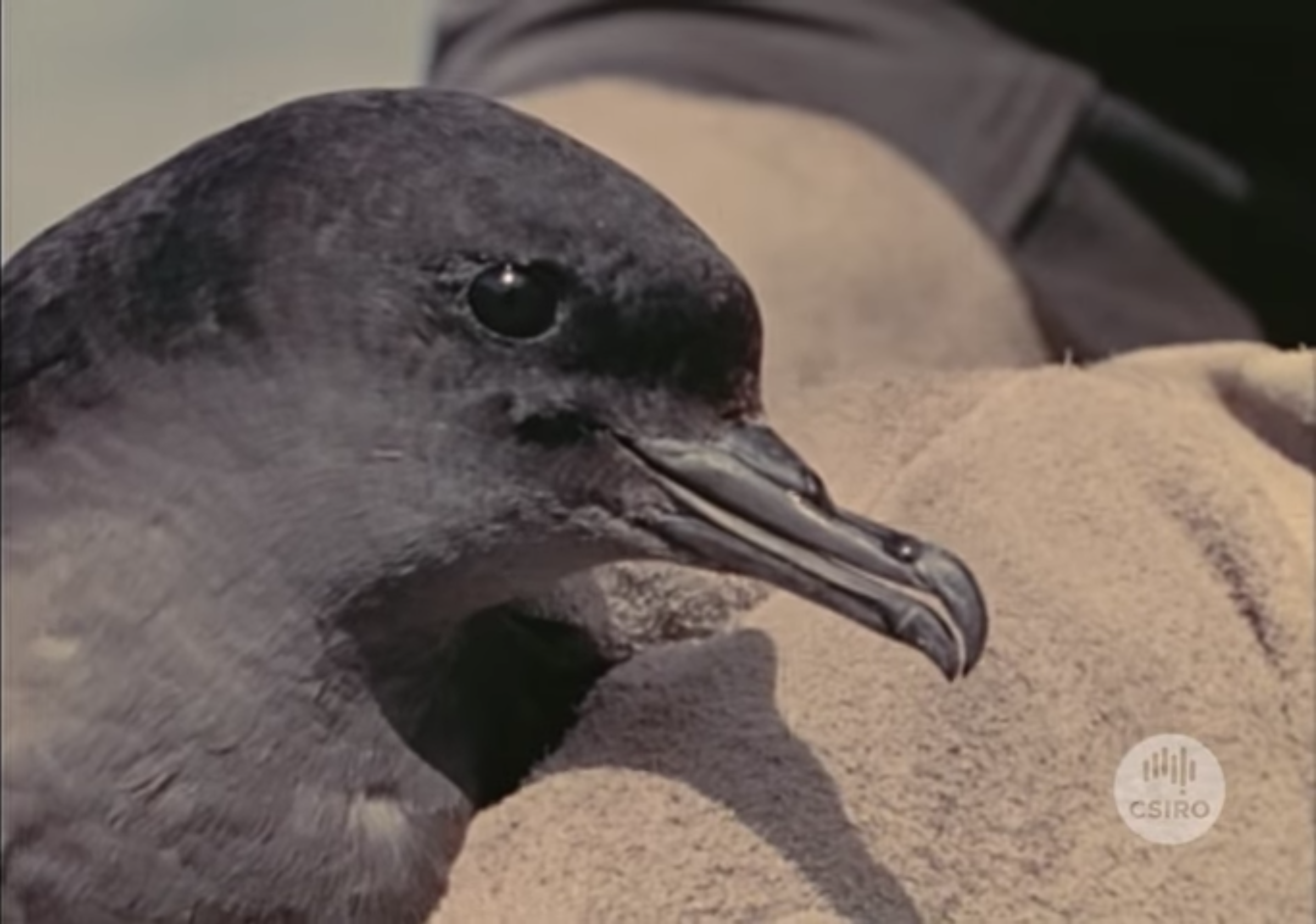 The Mutton Birds Of Bass Strait 1956 Csiropedia