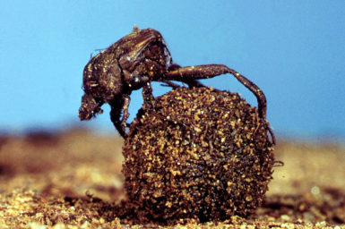A member of the Dung beetle family.