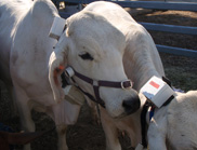Developing accurate methods for measuring cattle methane emissions will help inform Government policy and beef producers.