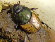 Onthophagus vacca adult 