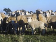 Determining the parentage of lambs can sometimes be difficult using traditional methods. DNA-based parentage testing will help sheep producers record accurate pedigrees.