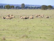 Better and more affordable parentage testing of sheep would help breeders to make sure the best genes are passed on to the next generation of sheep.
