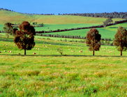 A farming field