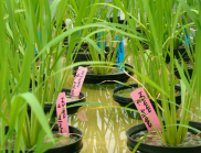 Researchers looked at 235 varieties of rice from around the world identified the key gene that determines the GI of rice.