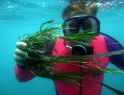 Diver collecting seagrass for studies