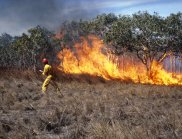 CSIRO fire researcher with experimental grass fire