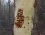 Scribbles from one species of scribbly gum moth on the trunk of a eucalypt