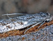 Adult Ogmograptis racemosa