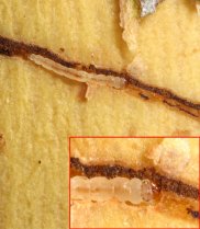 Ogmograptis racemosa in its mature caterpillar form