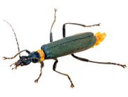 The Soldier beetle is the first animal found to produce the exotic fatty acid dihydromatriciaria (DHMA).