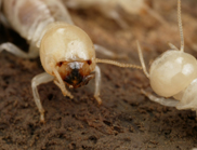 Giant Northern or Mastotermes darwiniensis worker termites.