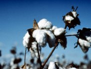 Close up of cotton on a cotton plant (Image: scienceimage)