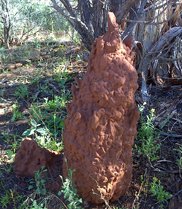 Termite mound in the West Australian goldfields