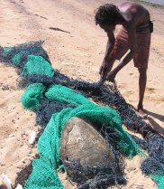 During a beach cleanup, an Indigenous ranger finds a ghostnet with a turtle entangled (Image: GhostNets Australia)