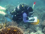 CSIRO research diver underwater in the Torres Strait.