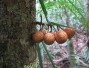 A Yellow Mahogany tree (Dysoxylum parasiticum) on the rainforest Supersite showing the unusual trait of bearing fruit on the stem. 