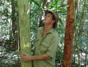 CSIRO's Matt Bradford admires a slow-growing Gossia shepherdii (Lignum) on the Robson Creek rainforest plot, which he estimates is close to 1000 years old. 