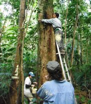 International student interns measuring and marking a tree with large buttresses as part of the census of the rainforest Supersite.