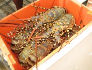 Caught rock lobsters in a large plastic container
