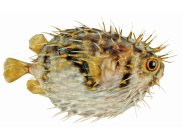 Globefish (Diodon nicthemerus)