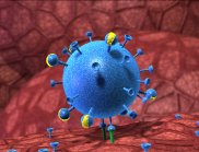Graphic of virus with drug bound on cell (Image: CSIRO and Magipics)