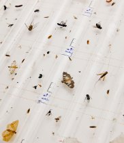 Insects collected with a 'Malaise' trap near Walcott Inlet, northwest Kimberley. (Image: Bruce Webber)