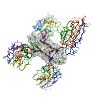A computer-generated image of the the atomic structure of the Amyloid-beta protein