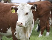 Connected cows – cattle tagging on the Kirby Smart Farm (Image: NBN Co)