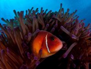 A pink anemone fish in a magnificent anemone, Ribbon Reefs, Great Barrier Reef. There are 1625 species of bony fish that call the reef home. (Image: CSIRO)