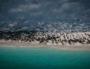 Sooty and crested terns nesting on Taylor sand cay (with eggs and chicks) – Just two of the hundreds of different species of birds that have been found across the Great Barrier Reef Marine Park. (Image: CSIRO)