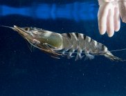 A black tiger prawn in the water with a hand reaching down towards it