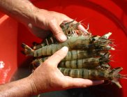 Hands holding a stack of prawns