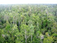 Aerial view of tropical forest in Borneo (Image: H-D Viktor Boehm)
