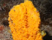 Sea sponge, Stylissa flabelliformis, from the Queensland Museum Porifera Collection. (Image: Queensland Museum)