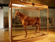 Phar Lap's hide on display at the Melbourne Museum. (Image: Museum Victoria 2009)