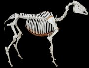 Phar Lap's skeleton on display at the Museum of New Zealand in Wellington. (Image: Te Papa Tongarewa 2013)