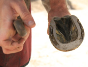 Underside of horse's hoof showing new horse shoe being attached.