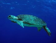 Sea turtle. (Image: Daniela Ceccareli)