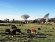 View across paddock with cattle in the foreground and the Canberra Deep Space Communication Complex antennas in the background. (Image: CSIRO/NASA)