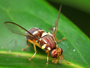  Image of a fruit fly sitting on a green leaf