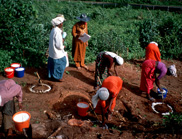 Farmers applying fertiliser to seedlings in India.