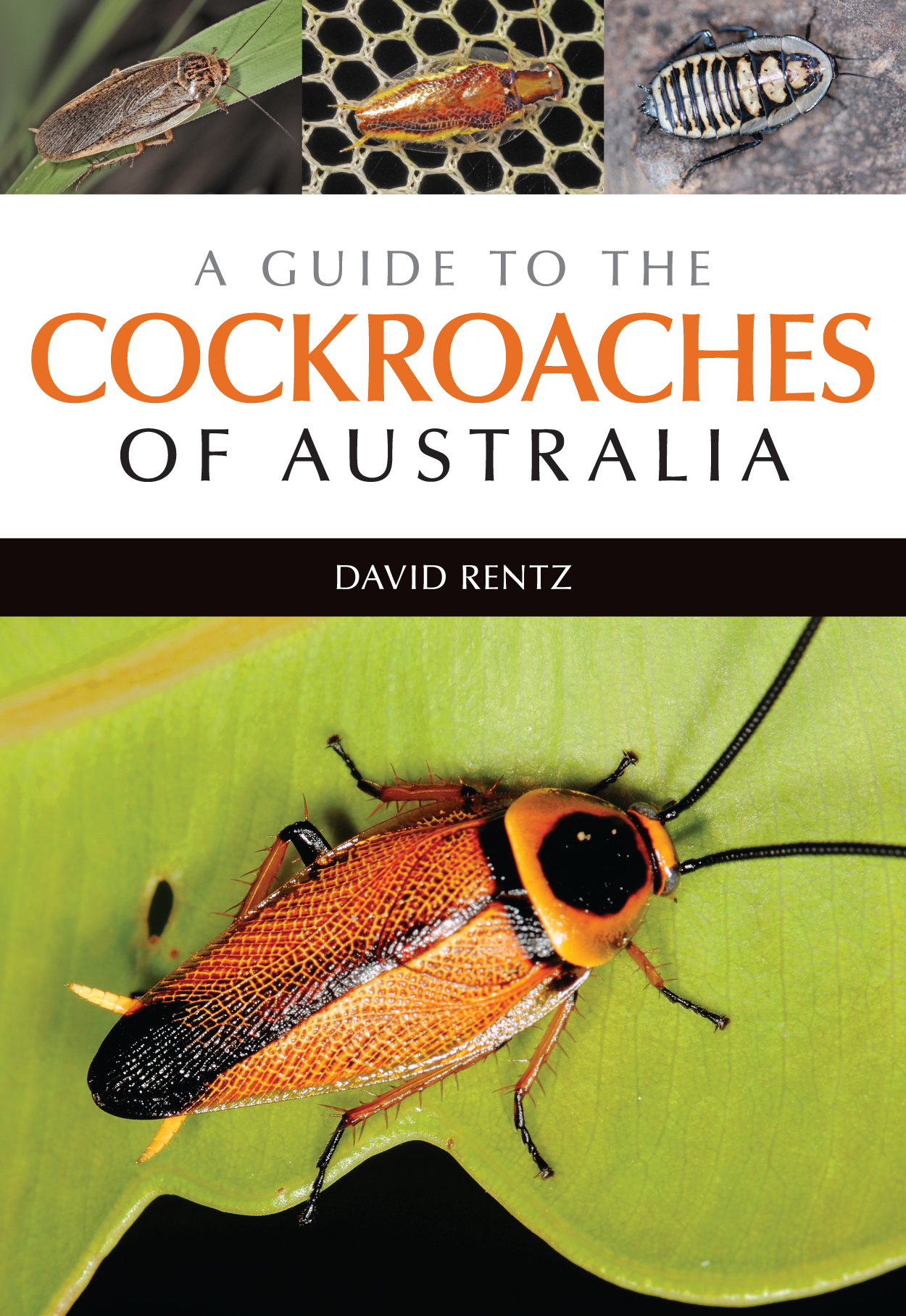 Cockroaches vs furry slippers – CSIROpedia