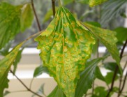 Crofton weed leaf affected by Crofton rust fungus. (Image: Louise Morin, CSIRO)