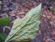 The rust fungus on a Crofton weed leaf. (Image: Mark Hamilton, NSW NPWS)