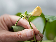 A cowpea plant being held to show a yellow cowpea flower and a cowpea pod which develops from the flower.