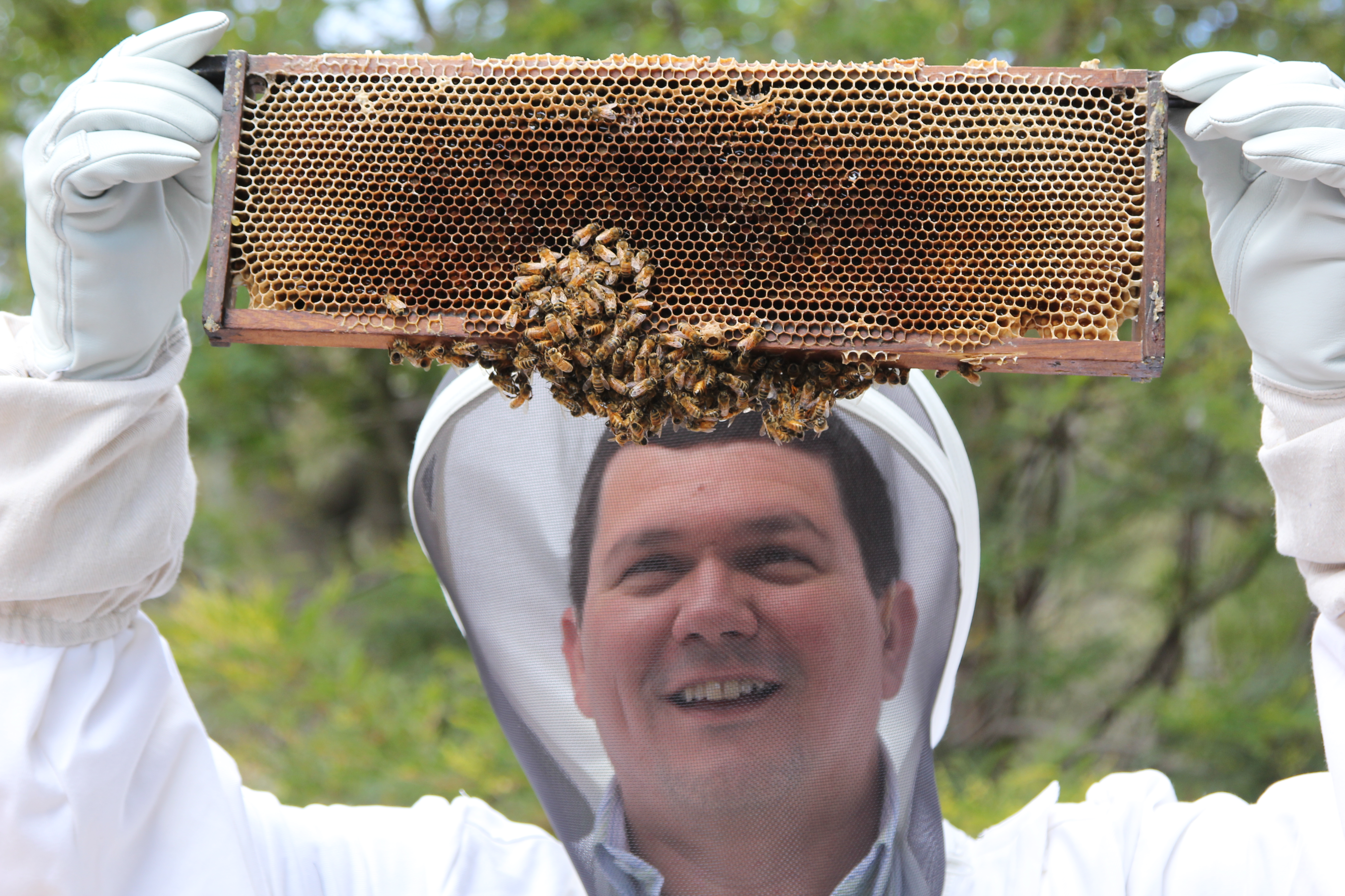Пчелы в жизни человека. Пчелы. Пчеловод человек. Пчела фото. Китайский пчеловод.