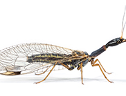 Snakefly (Dichrostigma flavipes)