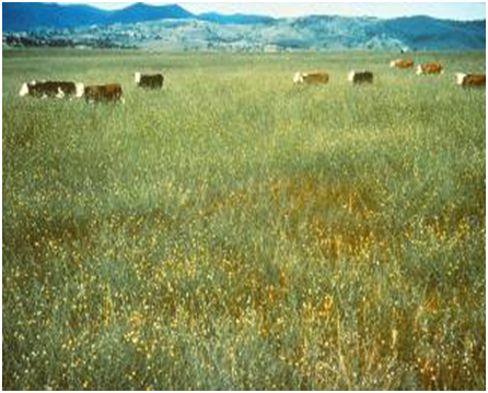 Skeleton weed infestation