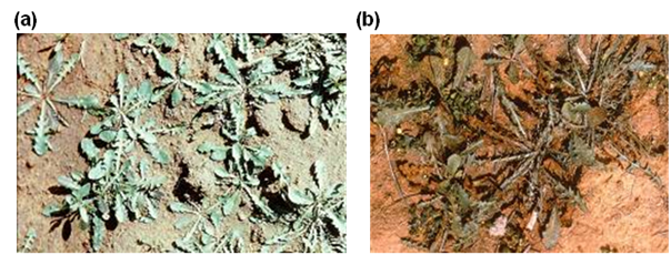 Rosettes of skeleton weed