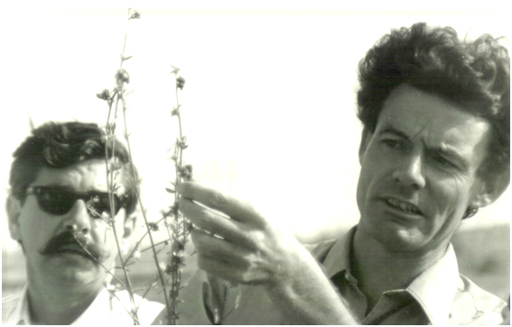 Tony Wapshere examining a specimen of skeleton weed.